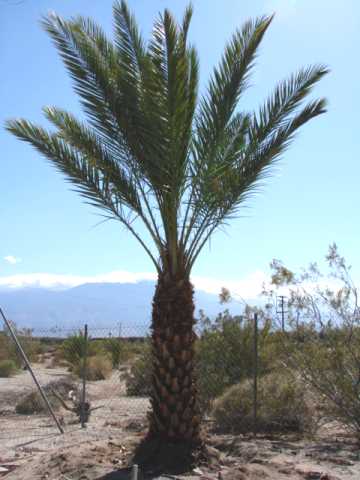 Male Date Palm: produces Male Date Palm Flowers in Spring Each Year, Source of Fresh Date Palm Pollen for Pollination