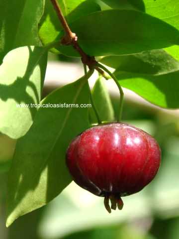 Large Surinam Cherry Trees for Sale
