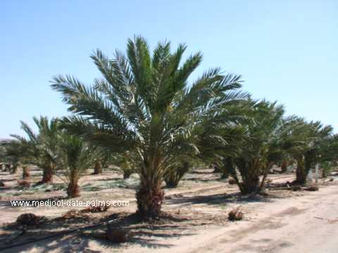 Medjool Date Palm Grove After 4 Years