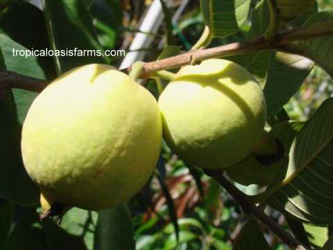 Large Guava Trees for Sale