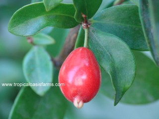 Australian Beach Cherry Trees for Sale