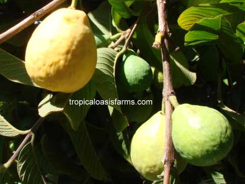 Large Brazilian Pink Guava Trees for Sale (Goiaba Vermelha)