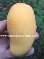 Large Ataulfo Mango Trees for Sale