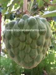 Large Cherimoya Trees for Sale