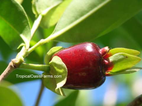 Large Cherry of the Rio Grande Trees for Sale