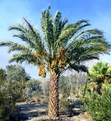 Medjool Date Palm with Dates