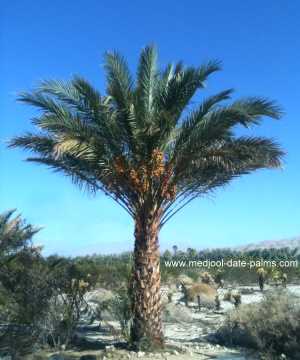 Hybrid Date Palm