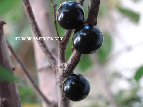 Jaboticaba