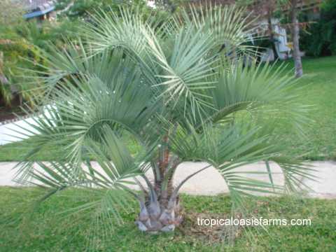 Large Jelly Palms for Sale