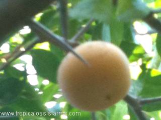 Kei Apple Trees