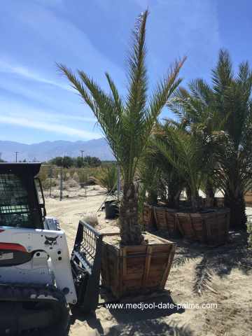 Large Medjool Date Palm Rooted Offshoot - 3 Feet of Trunk