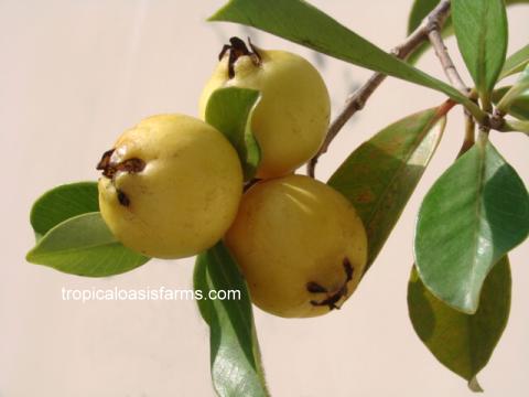 Large Lemon Guava Trees for Sale