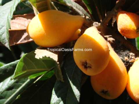Large Loquat Trees for Sale