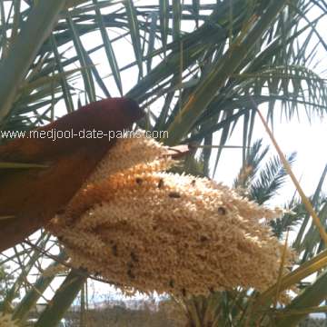 Male Date Palm Flower: source of Fresh Date Palm Pollen for Pollination