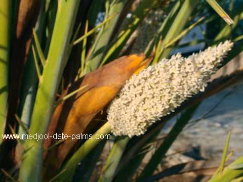 Male Date Palm Flower: Fresh Date Palm Pollen for Medjool Date Palm Pollination