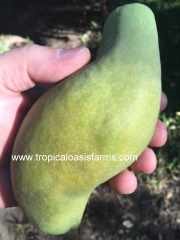 Large Espada Mango Trees for Sale