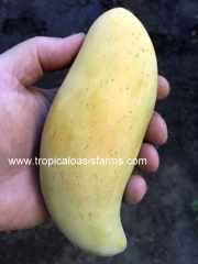 Large Manilla Mango Trees for Sale