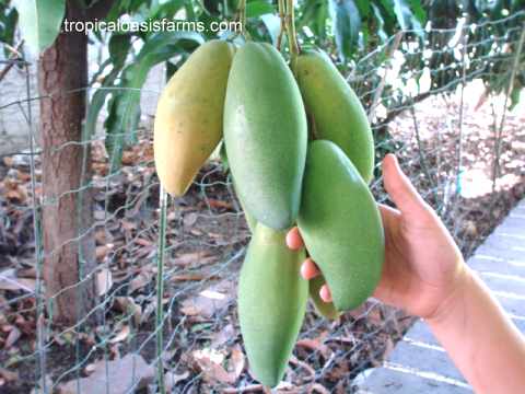 Large Mango Trees for Sale