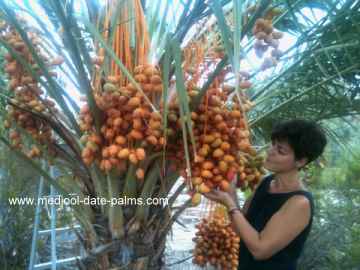 Medjool Dates at the Khalal Stage