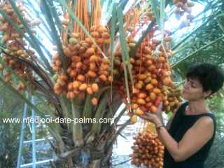 Medjool Dates at the Khalal stage of ripening on a Medjool Date Palm