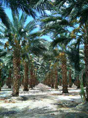 Medjool Date Palm Grove