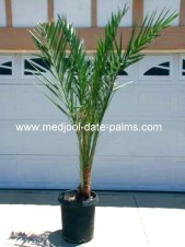 Medjool Date Palm Rooted Offshoot in 15 Gallon Pot