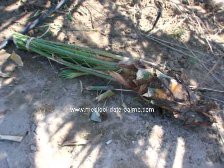 Medjool Date Palm Offshoot - fresh cut