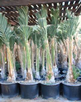 Medjool Date Palm Offshoots