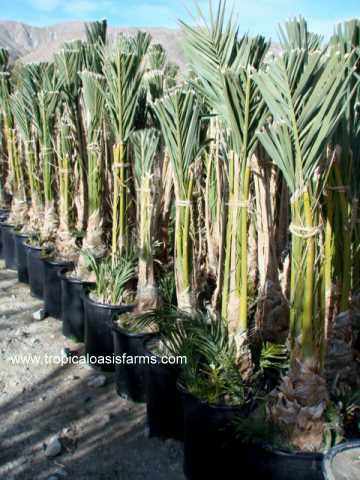 Medjool Date Palm Rooteds Offshoots in 15 gallon pots