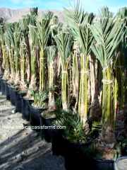 Medjool Date Palm Rooted Offshoots in 15 Gallon Containers