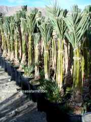 Medjool Rooted Off-Shoots for Sale in California