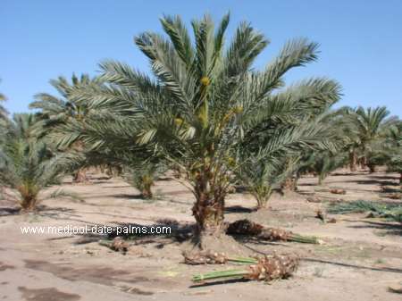 Medjool Date Palm with Medjool Offshoots Removed