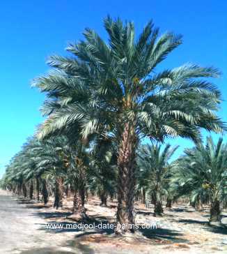 Medjool Date Palm Grove 10 Years After Planting