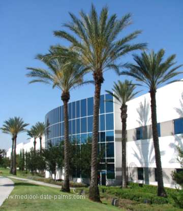 40 foot tall Medjool Date Palms Near a Commercial Building in California