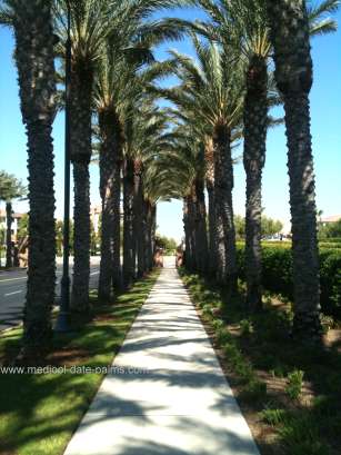 Medjool Date Palms lining a sidewalk in Southern California