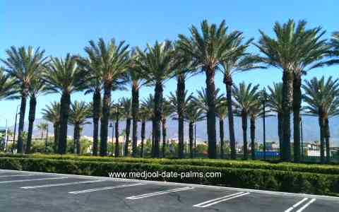 Medjool Date Palms used in Landscaping in California