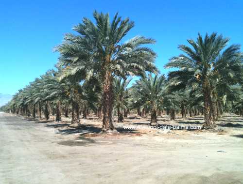 Medjool Date Palm Grove in California, 10 years after planting offshoots