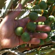 2 Month Old Green Medjool Dates on a Medjool Date Palm