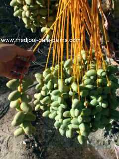 Medjool Dates are Still Green at 4 Months