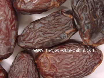 Purchase Fresh Picked Medjool Dates