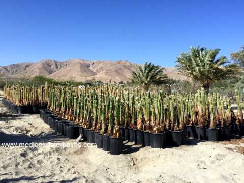 2018 season Fresh-cut and potted medjool offshoots