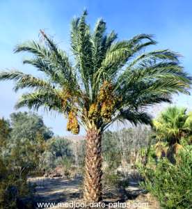 Medjool Date Palm with dates