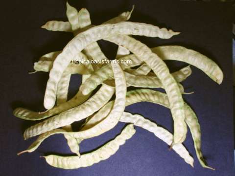 Mesquite Seed Pods