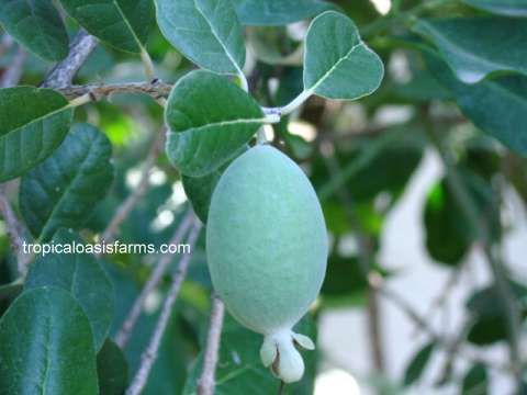 Large Pineapple Guava Trees for Sale