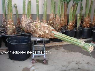Planting a 300 pound Medjool Date Palm Offshoot into a 65 gallon pot