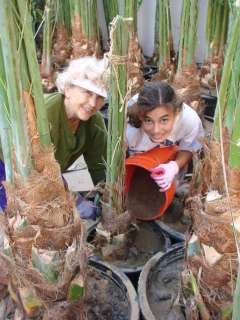 Planting Medjool Date Palm Offshoots Into Pots