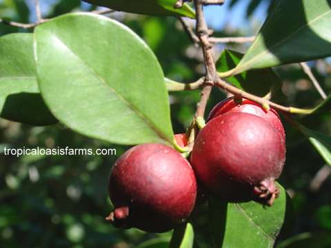 Large Strawberry Guava Trees for Sale