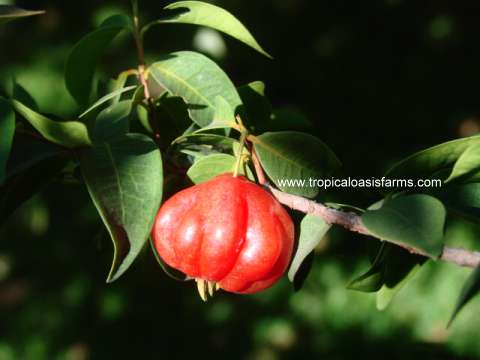 Large Surinam Cherry Plants for Sale