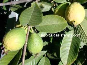 Large Brazilian White Guava Trees for Sale (Goiaba Vermelha)