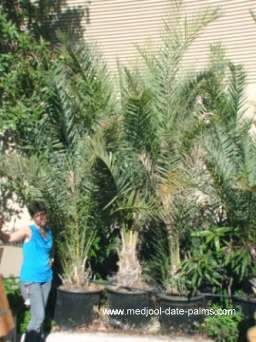 Zahidi Date Palm Offshoots in 25 gallon pots